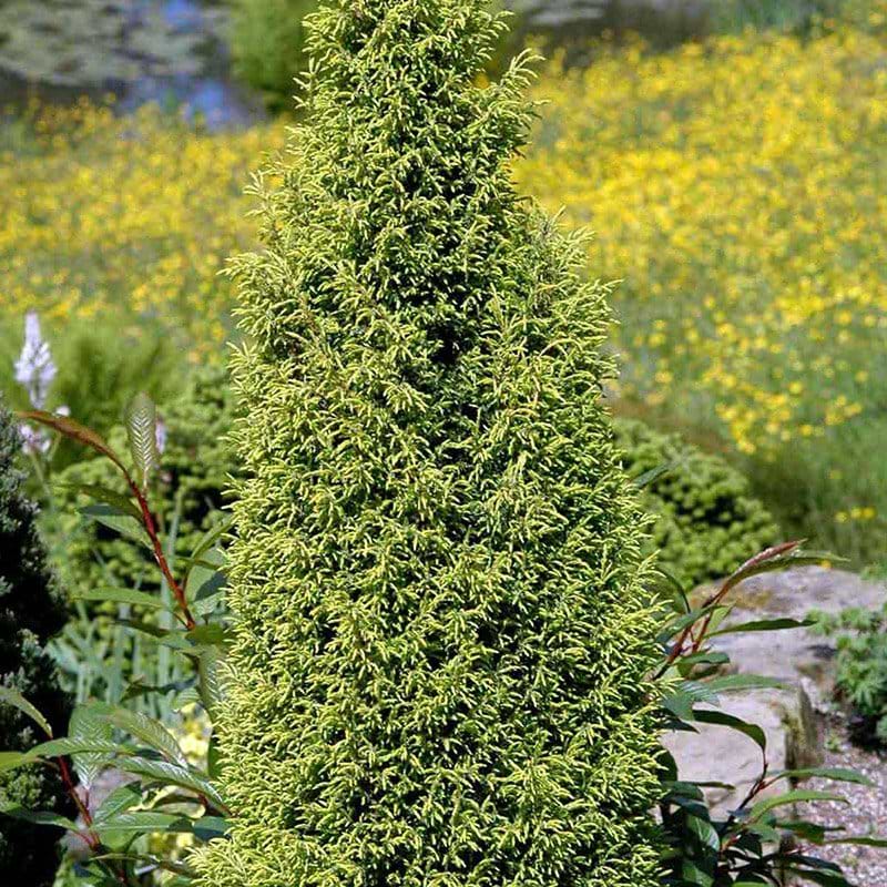 Juniperus communis Gold Cone
