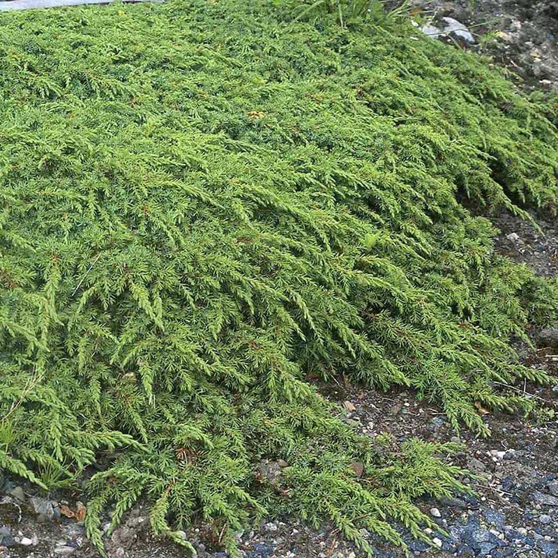 Juniperus communis Green Carpet