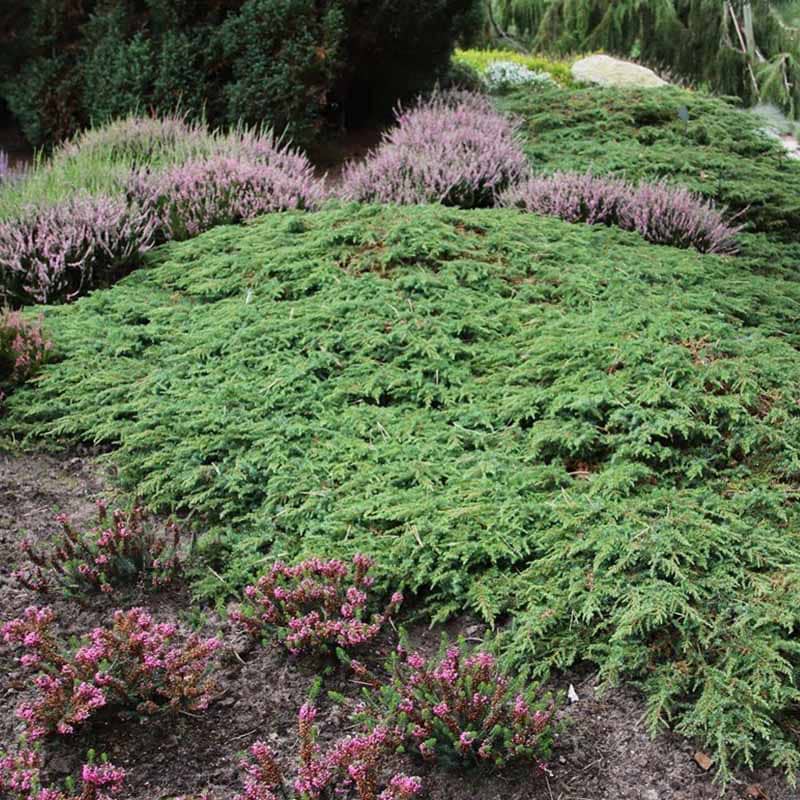 Juniperus communis Green Carpet