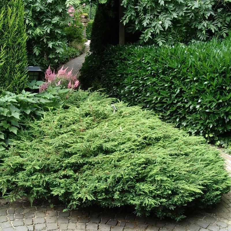Juniperus communis Repanda