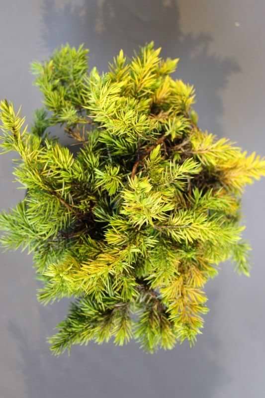 Juniperus conferta All gold