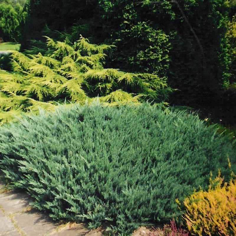 Juniperus horizontalis Blue Chip
