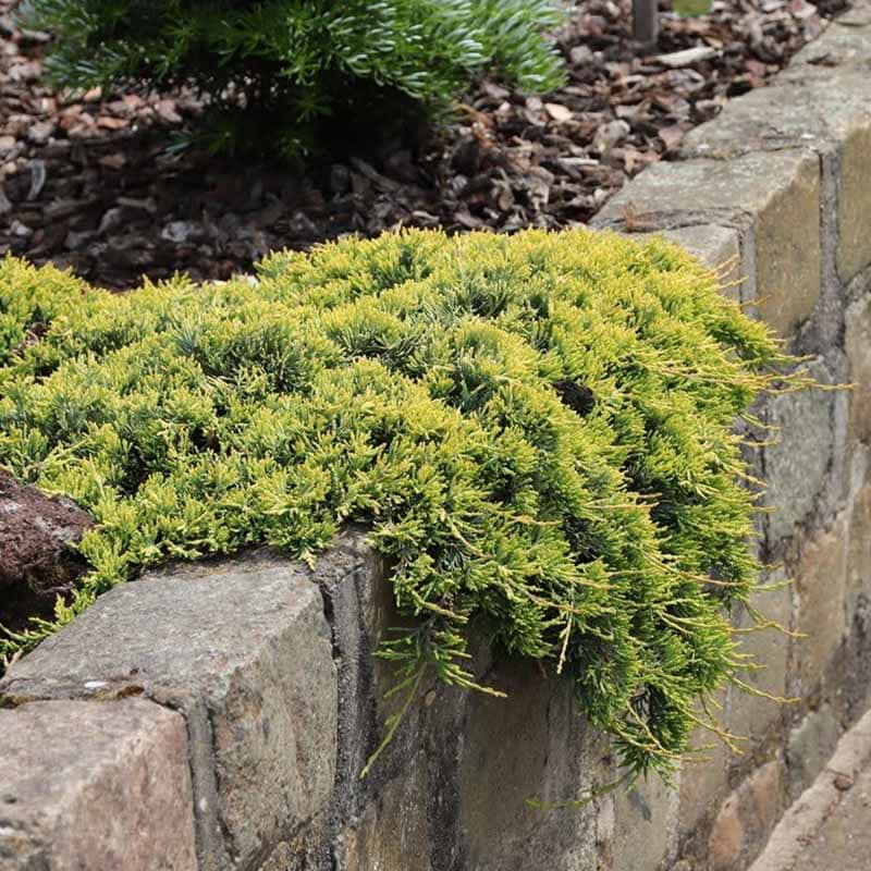 Juniperus horizontalis Golden Carpet
