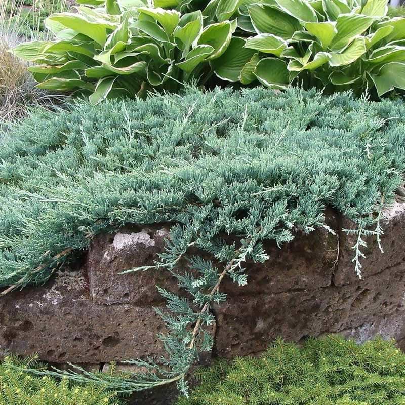 Juniperus horizontalis Wiltonii