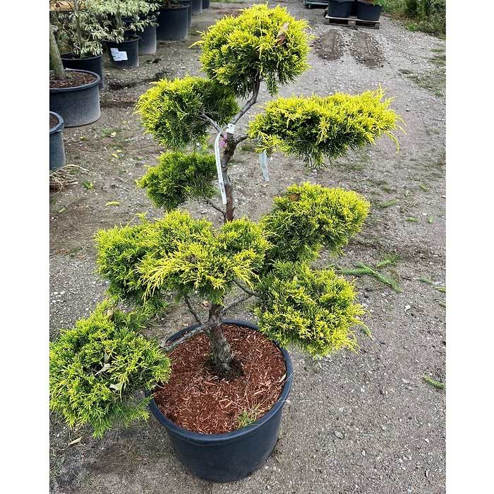 Ene Kinesisk (Juniperus media 'Golden Saucer') Bonsai 