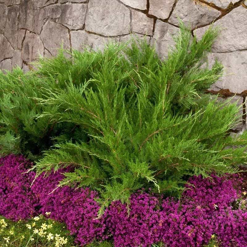 Juniperus chinensis Mint julep
