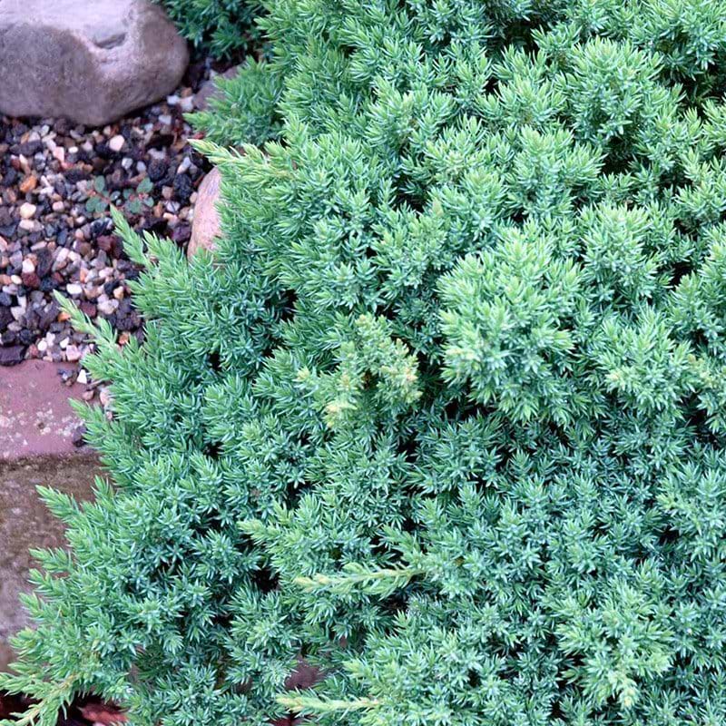 Juniperus procumbens Nana