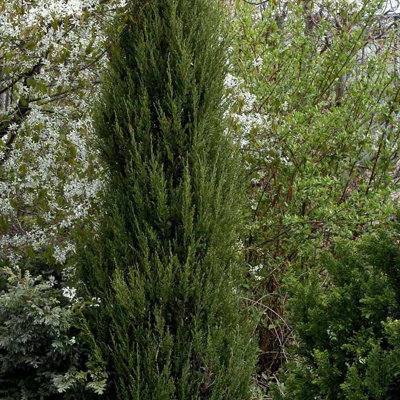 Blyants-Ene Juniperus squamata Blue Arrow