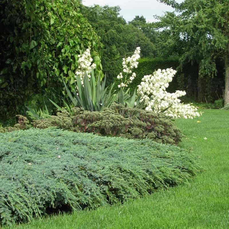 Juniperus squamata Blue Carpet