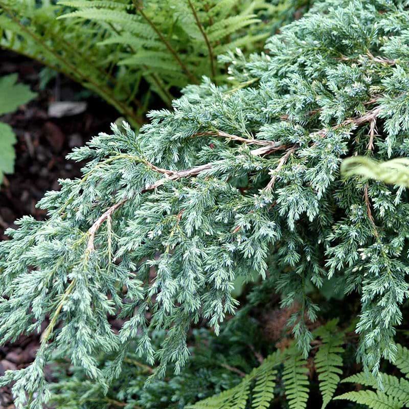 Juniperus squamata Blue Carpet