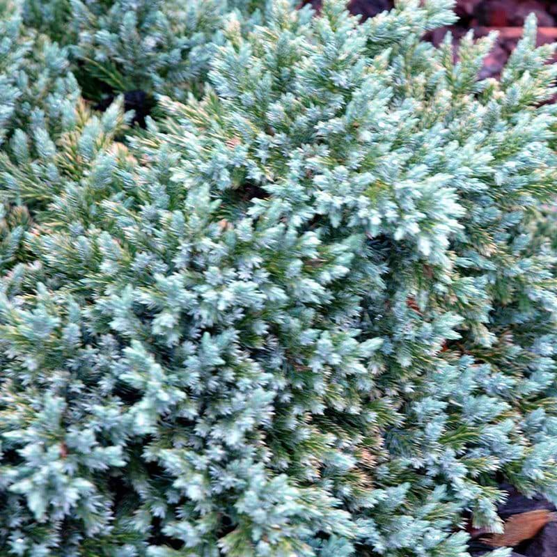Juniperus squamata Blue Star