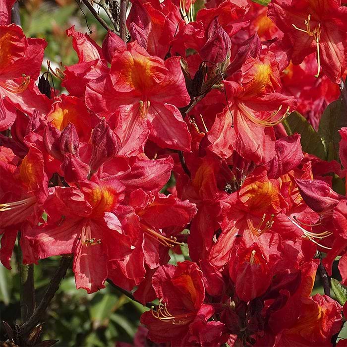 Løvfældende azalie (Rhododendron lut. ´Juanita´) 30-50 cm