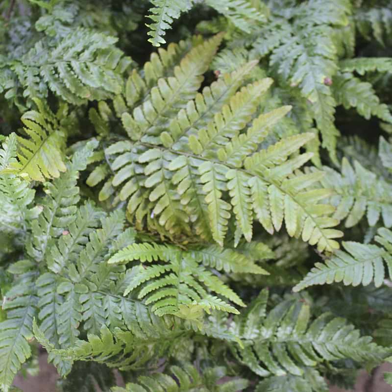 Dryopteris wallichiana 'Jurassic Gold'