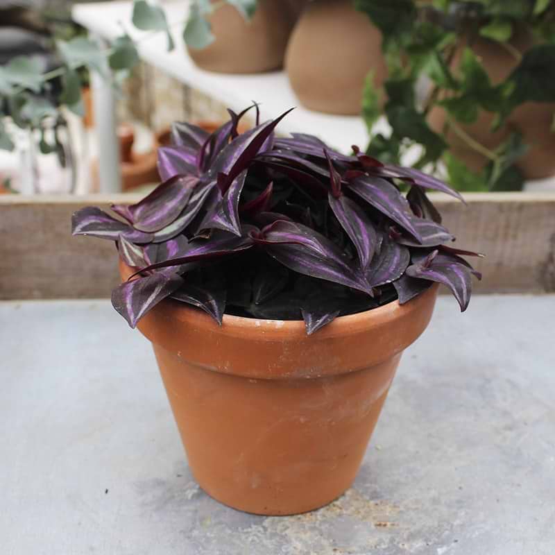 Tradescantia Purple Joy