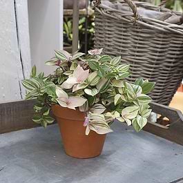 Tri Color Lader Kaffesladder (Tradescantia 'Tricolor Rosa')
