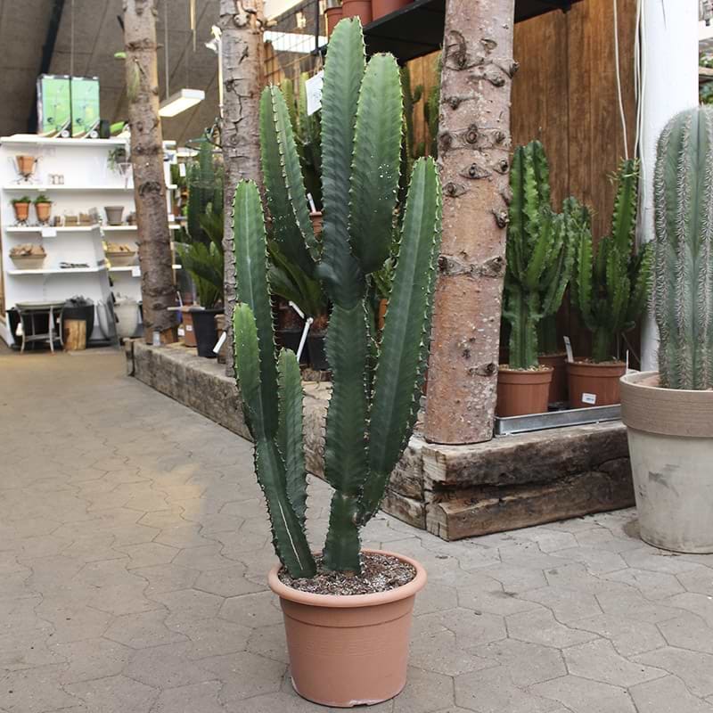 Cowboy-Kaktus (Euphorbia acrurensis) 120-130 cm