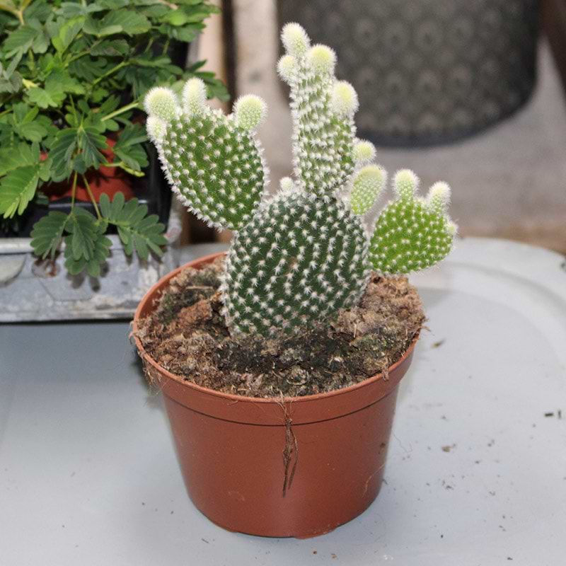 Mickey Mouse kaktus (Opuntia microdasys 'Hvid')