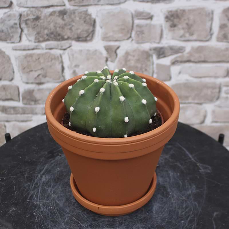 kaktus