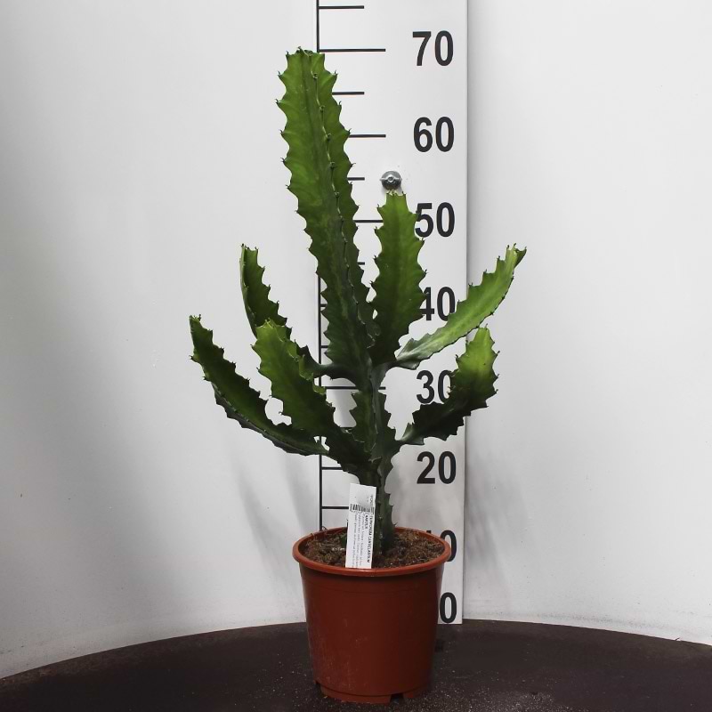 Kaktus Euphorbia Candelabrum