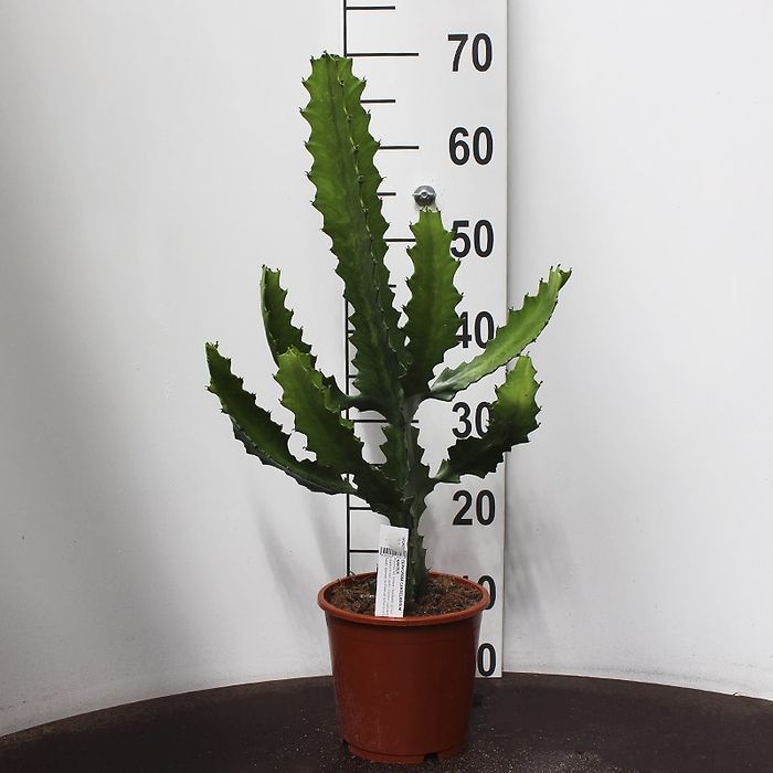 kentia-palme schlafzimmer XXL Kentia Palme liefern lassen – Green Me Up main image 0