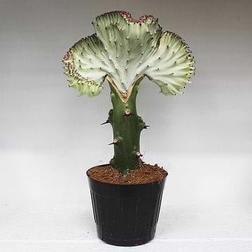 kentia palme seramis Kentiapalme | Howea forsteriana