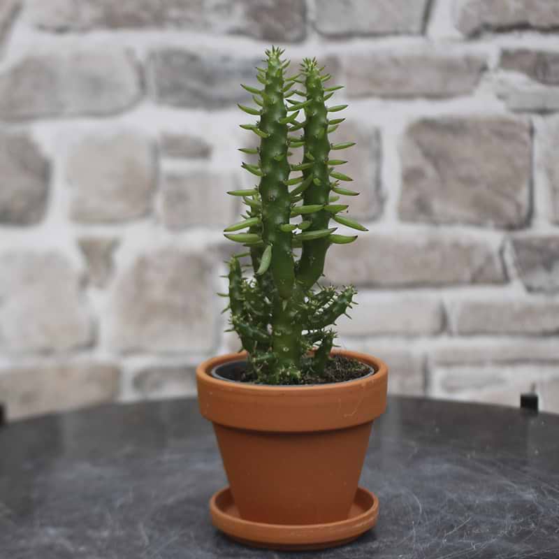 Kaktus Opuntia Subulata