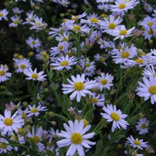 Asters blå