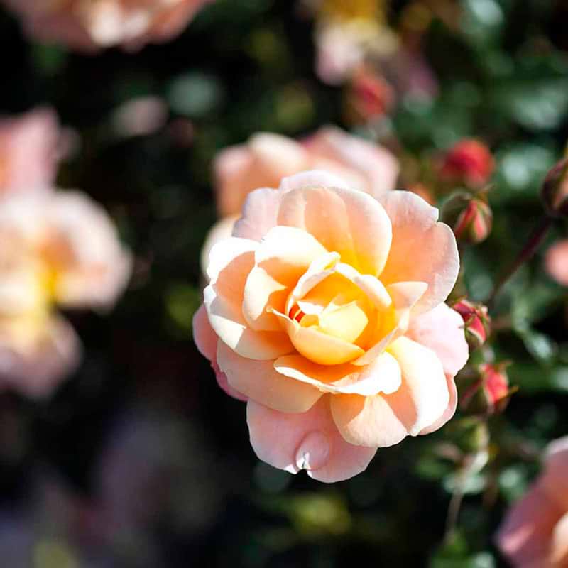 Kalmar rose i blomst