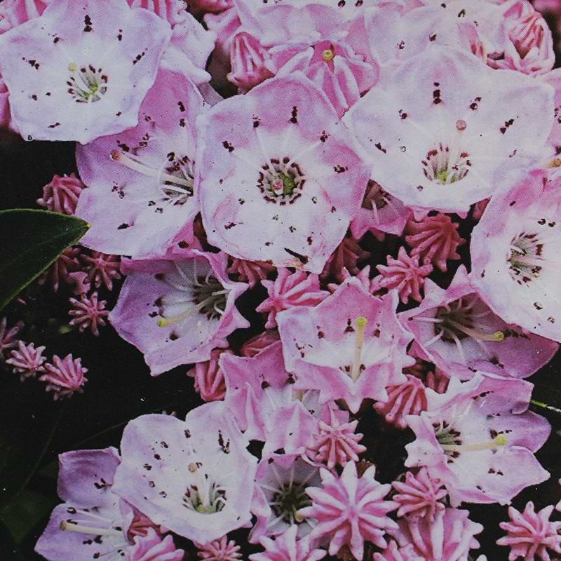 Bredbladet Kalmia blomster