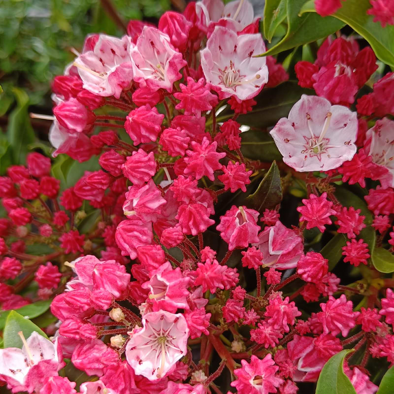 Kalmia Latifolia Ostbo Red