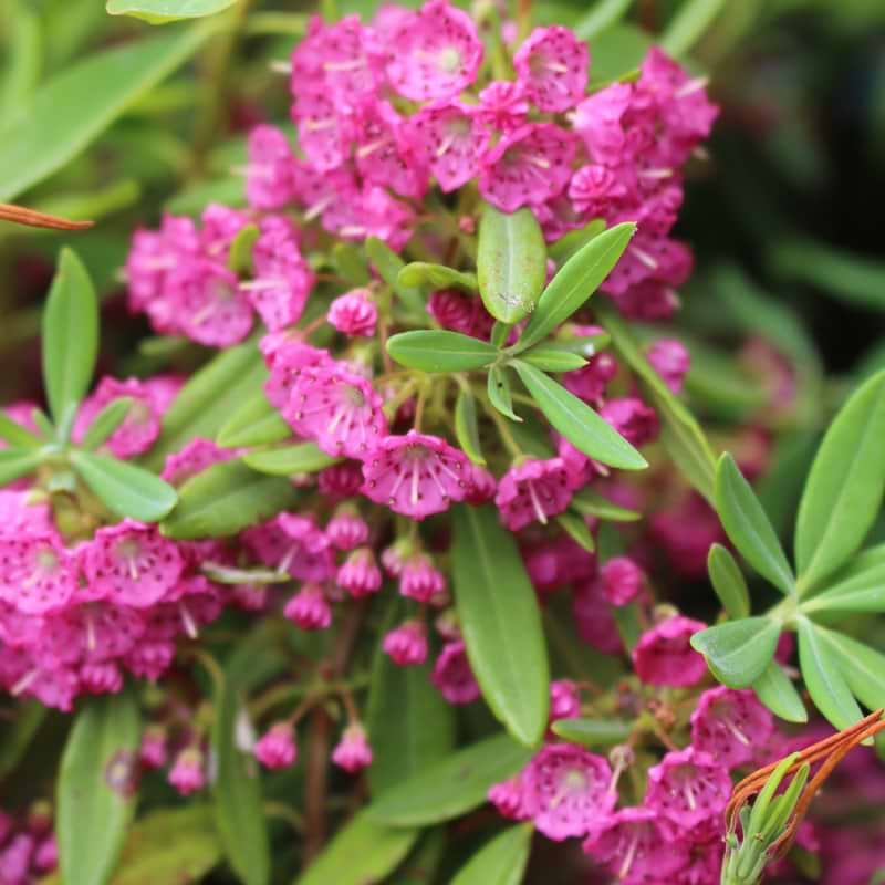 Kalmia Smalbladet (Kalmia Angustfolia 'Rubra') Flere varianter 