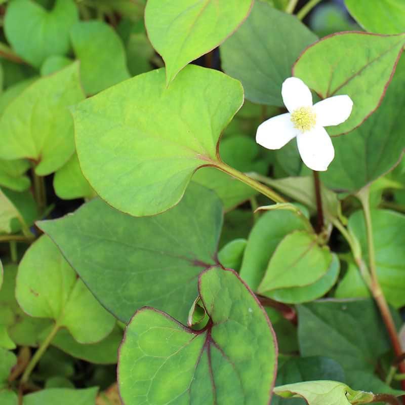 Houttuynia cordata