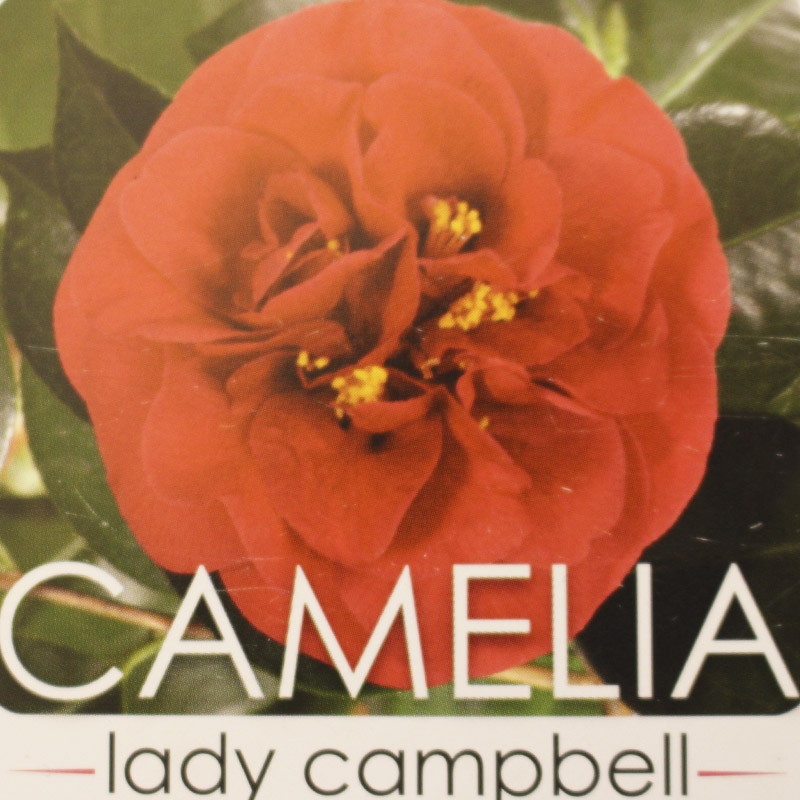 Rød kamelia