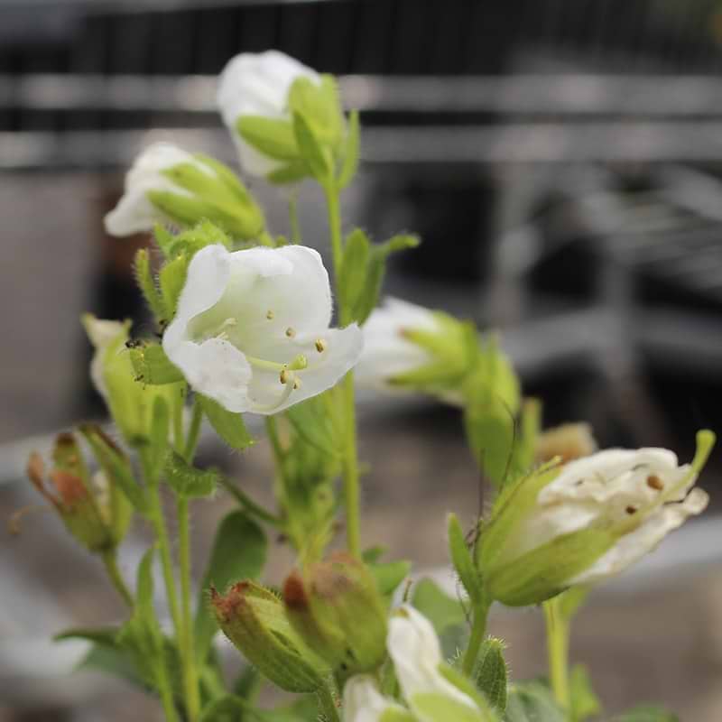 Kamtjatka Rhododendron blomst