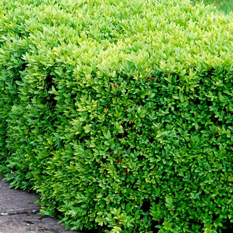 BUXUS SEMPERVIRENS SUFFRUTICOSA