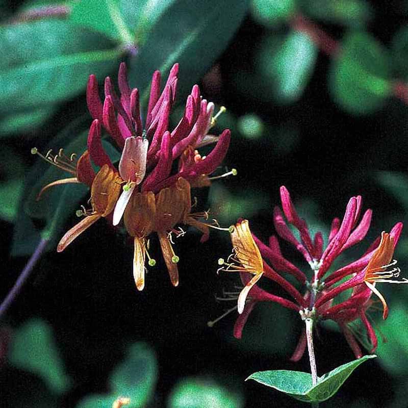 Kaprifolia goldflame