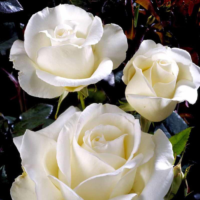 Storblomstrende rose Karen Blixen