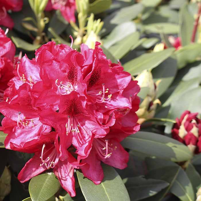 Rhododendron (Rhododendron 'Karl Naue') 30-40 cm