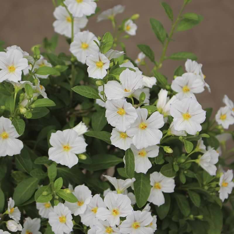 Solanum Rantonettii 'Hvid'