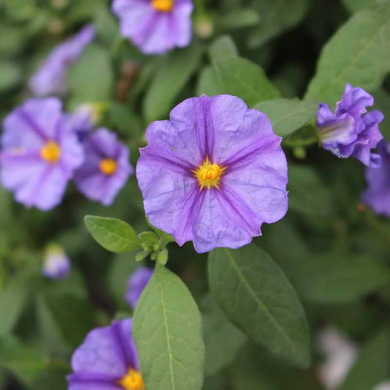 kartoffelblomst blå