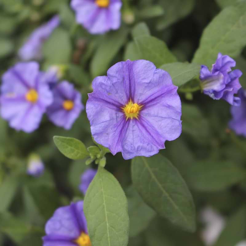Kartoffelblomst 