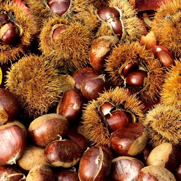 Kastanje Castanea sativa