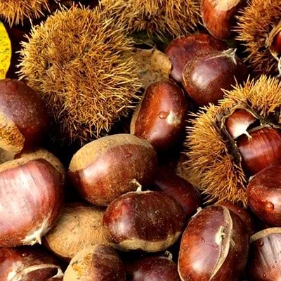 Kastanje Castanea sativa Marigoule