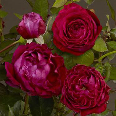 Renaissance rose Kathrine