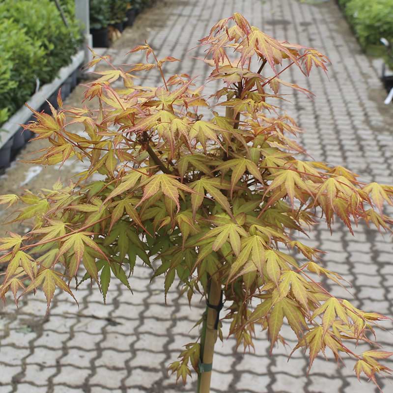 Acer katsura