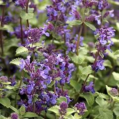 Blåkant/katteurt (Nepeta faassenii)