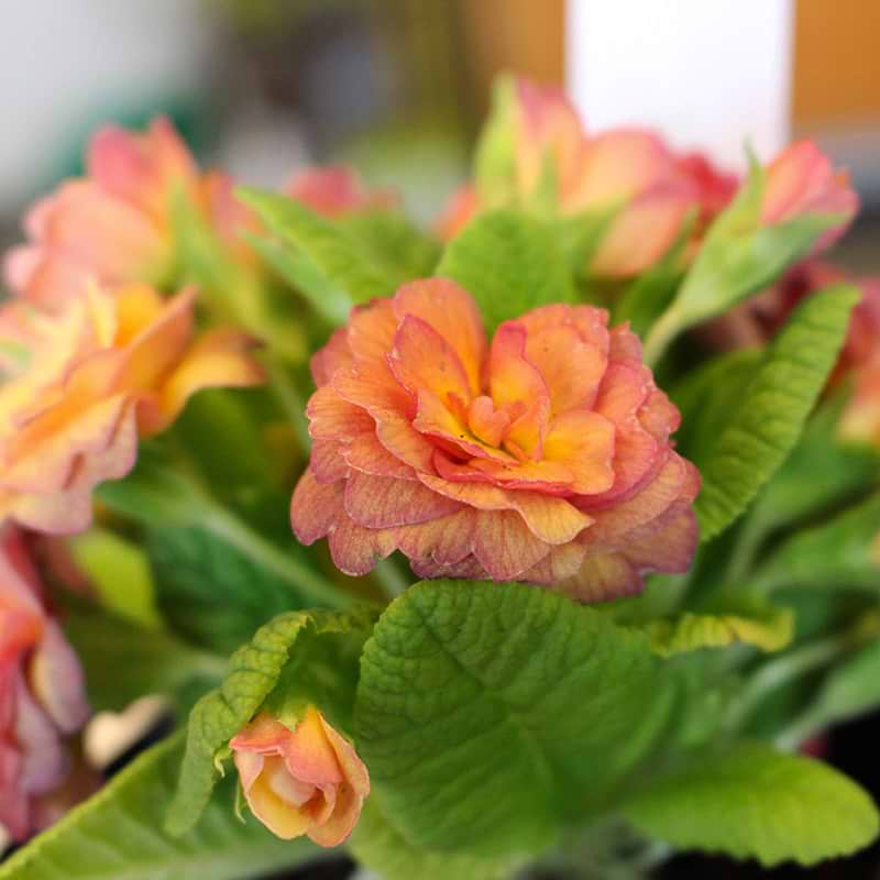 primula med laksefarvede blomster