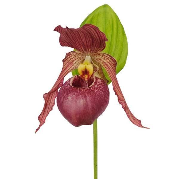Haveorkidé Cypripedium Kentucky Pink