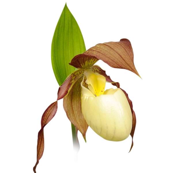 Gul haveorkidé blomst