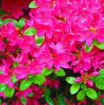 Rhododendron Kermesina